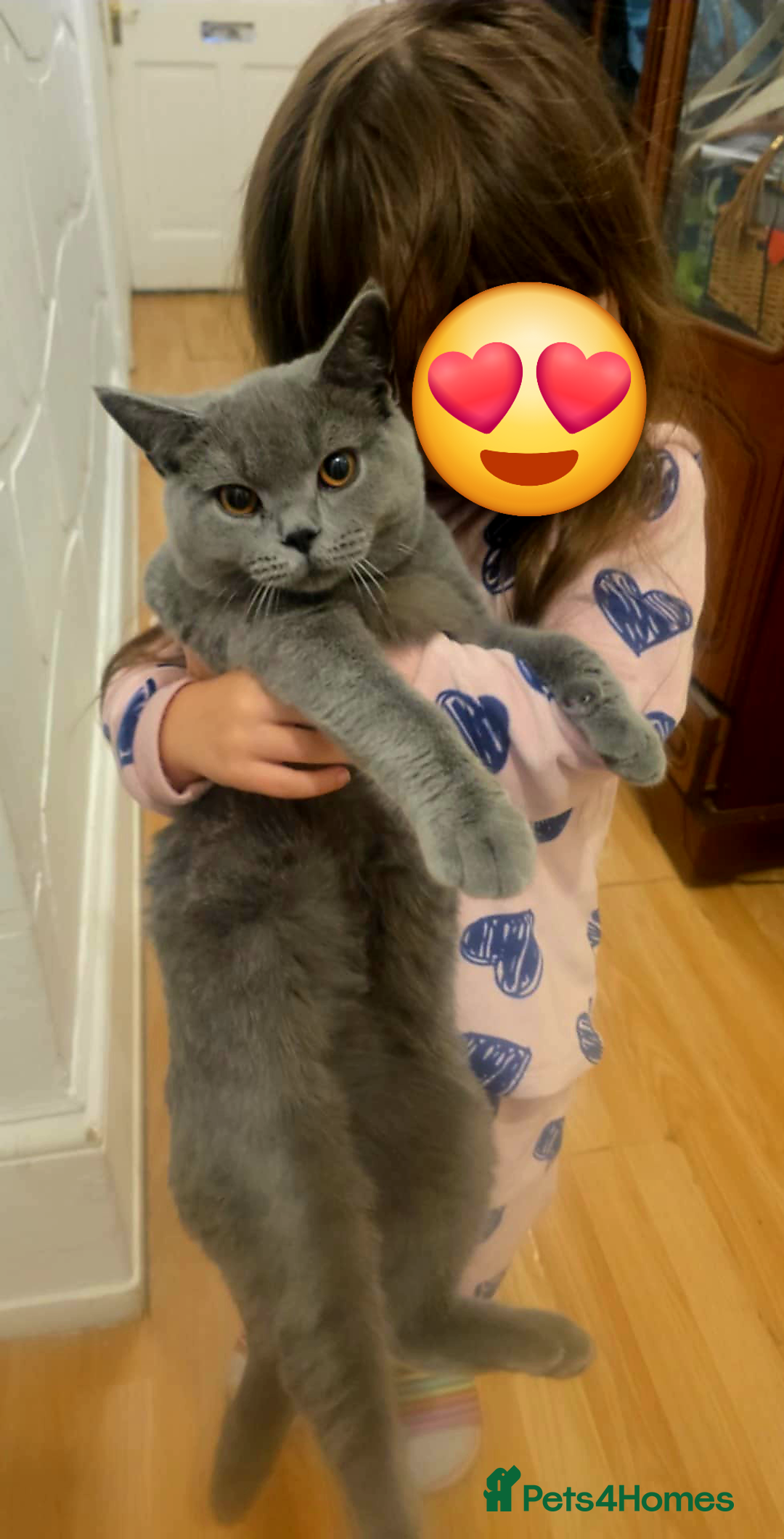 British Shorthair cats for sale: British shorthair GCCF registered  in Boston - Image 1