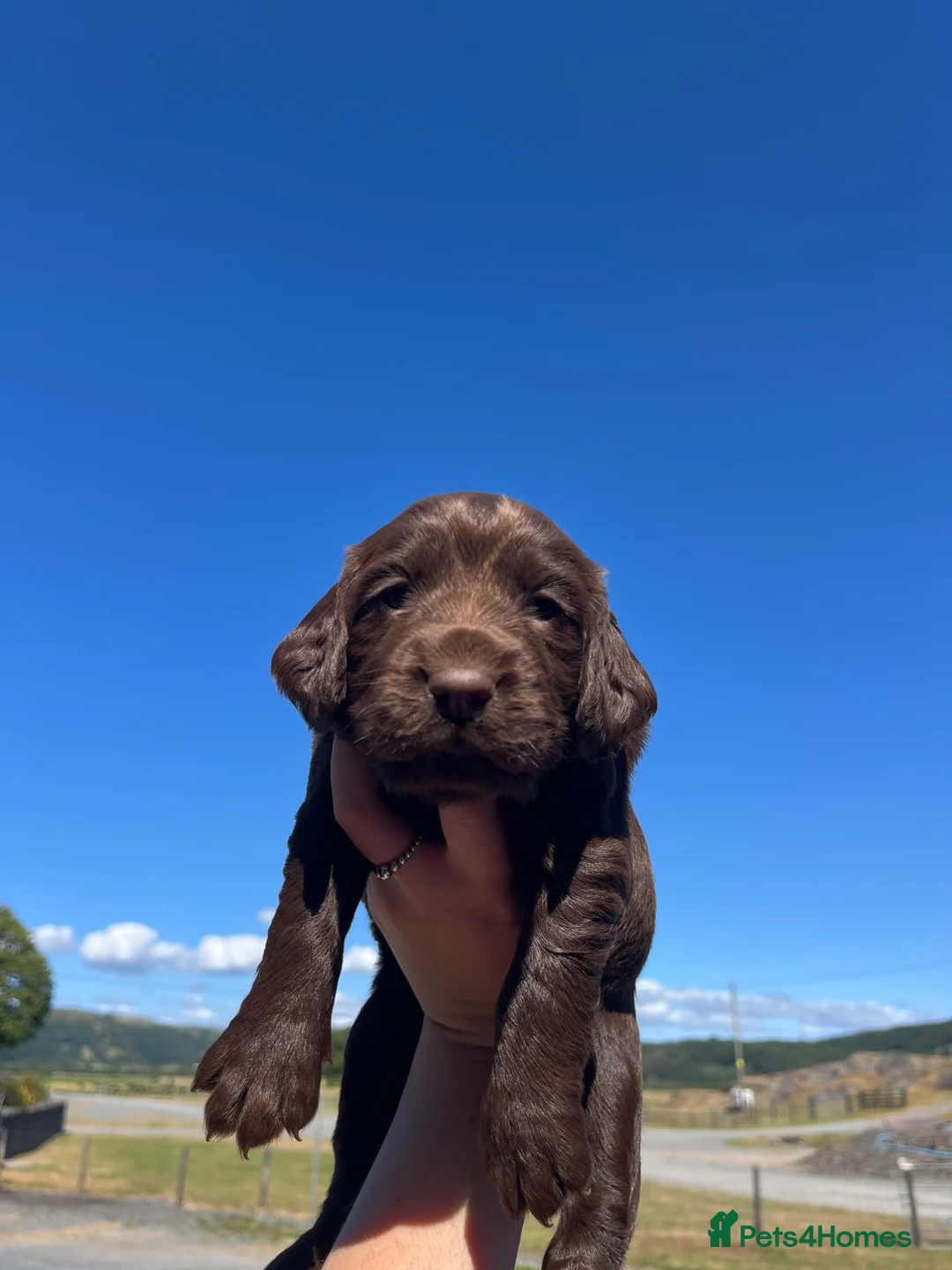 Cocker Spaniel dogs for sale: Gorgeous Bundle of Working Cockerspaniels🐾💗 - Advert 20