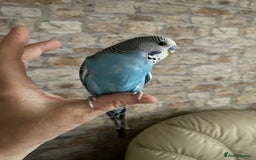 Budgerigars birds for sale: Beautiful hand  tamed budgies  - Image 2