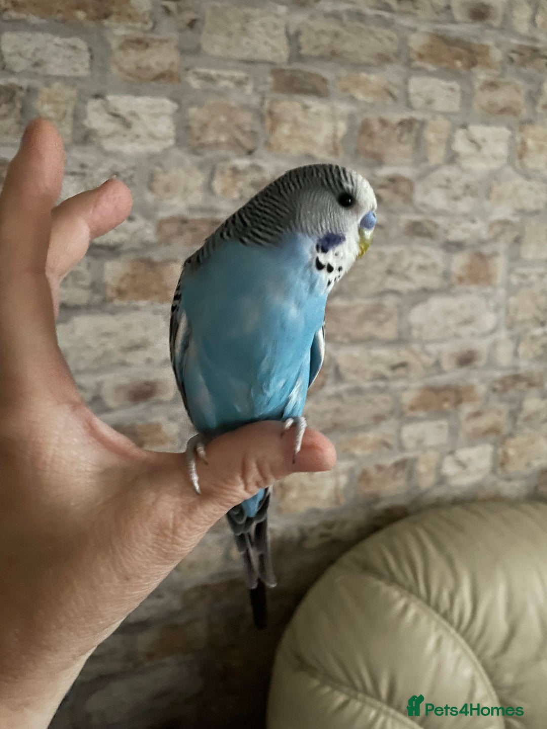 Budgerigars birds for sale: Beautiful hand  tamed budgies  - Image 2