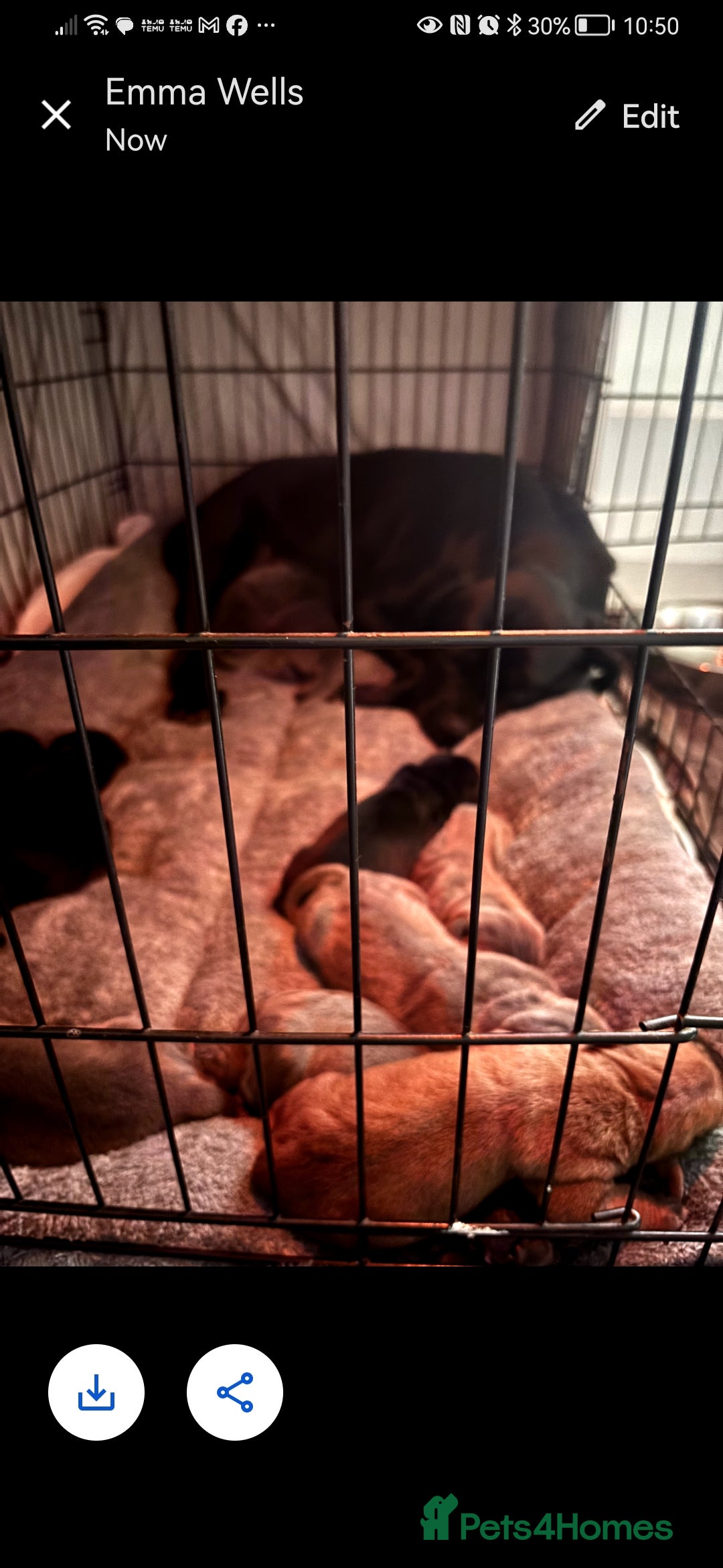 Cane Corso dogs for sale: Cane corso - Advert 7