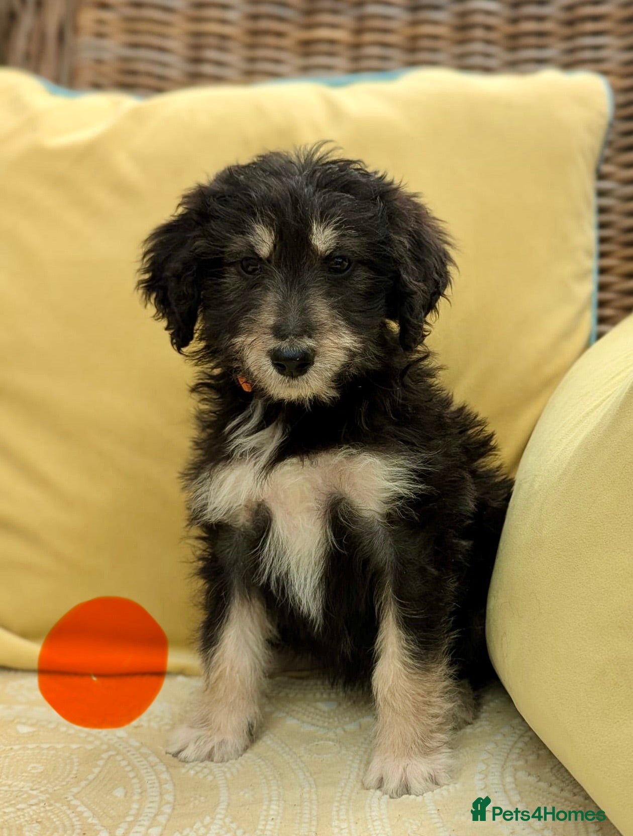 Bordoodle dogs for sale: Standard Bordoodle puppies- ready now - Advert 6