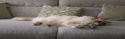 Ragdoll cats for sale: Beautiful Lilac Colourpoint Female  in Burton-on-Trent - Advert 8