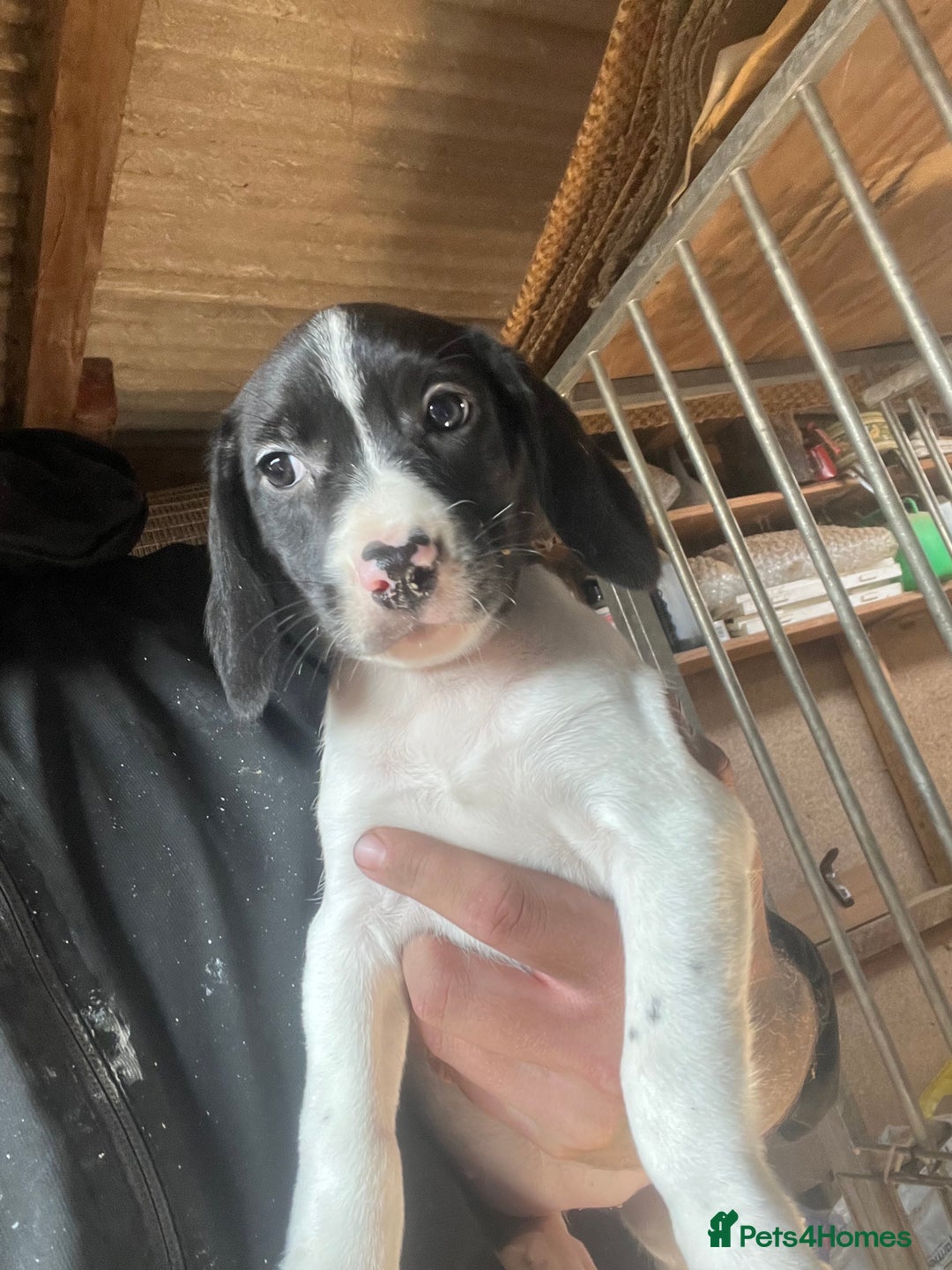 Beagle dogs for sale: Beagle puppies 🐶 - Image 1