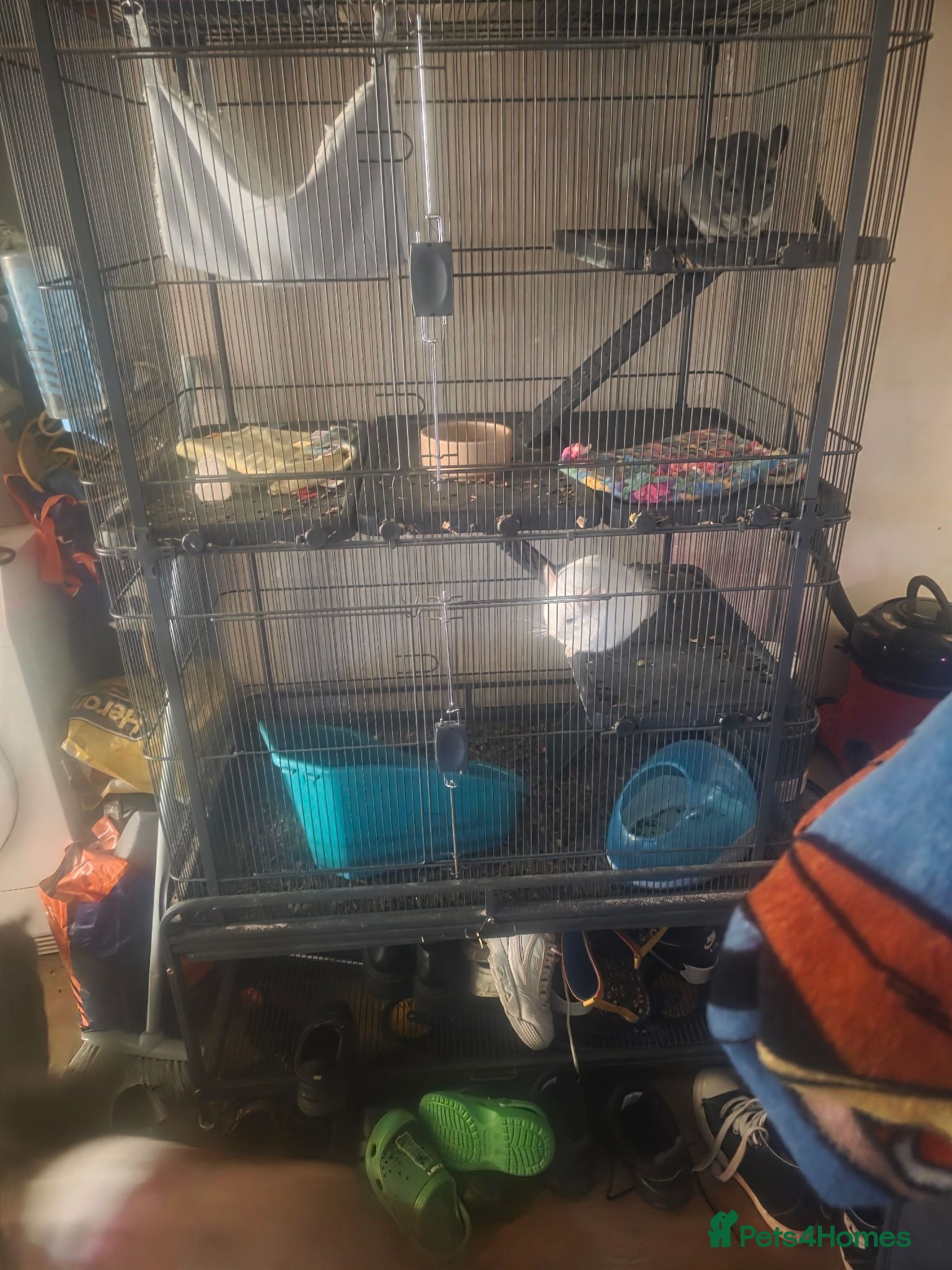 Chinchilla rodents Chinchillas with cage - Advert 5