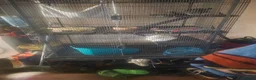 Chinchilla rodents for sale: Chinchillas with cage - Advert 1