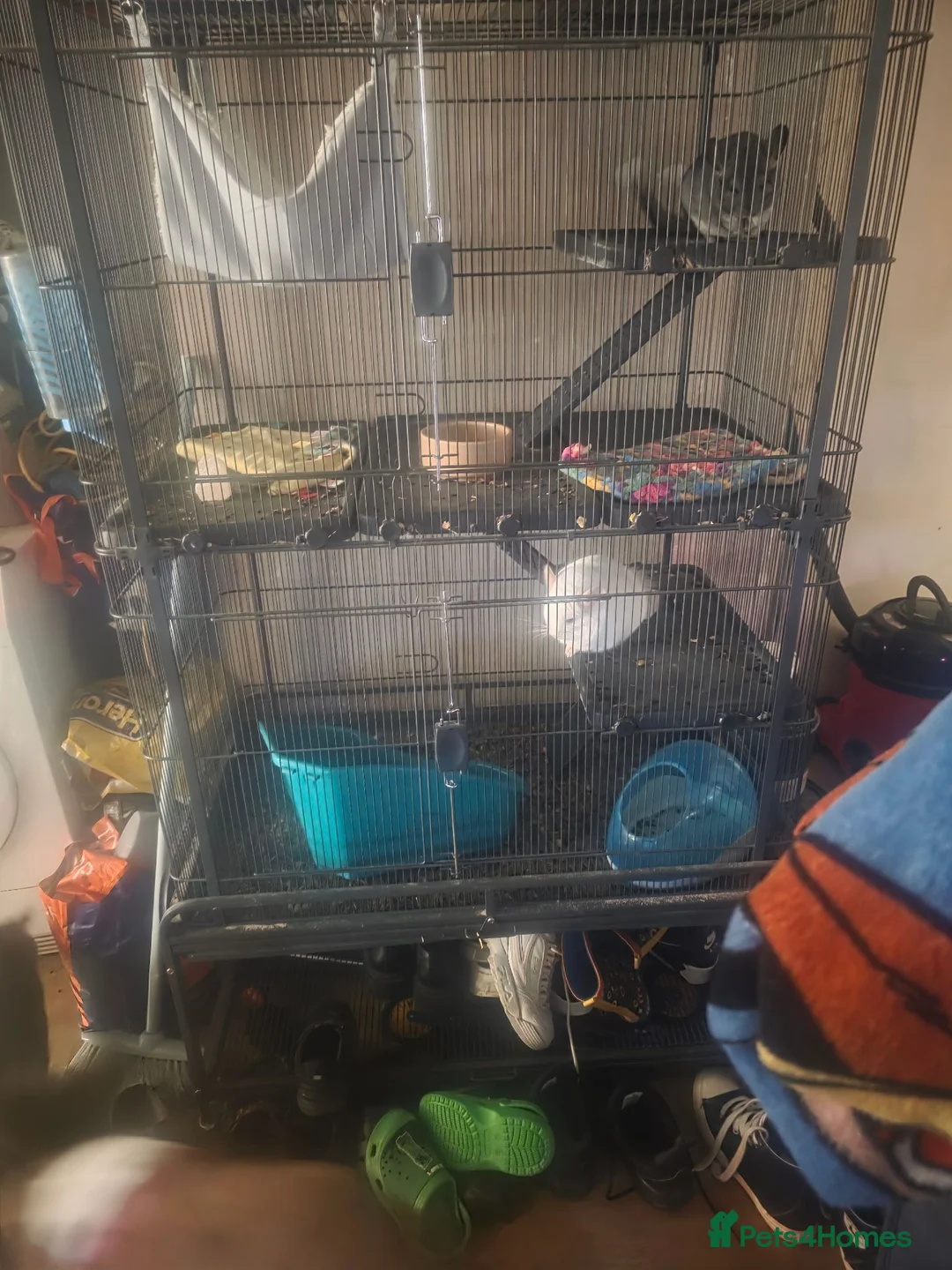Chinchilla rodents for sale: Chinchillas with cage - Advert 1