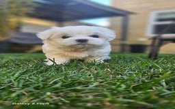 Maltese dogs for sale: Beautiful Maltese – KC, korean-Champion Bloodline - Image 6