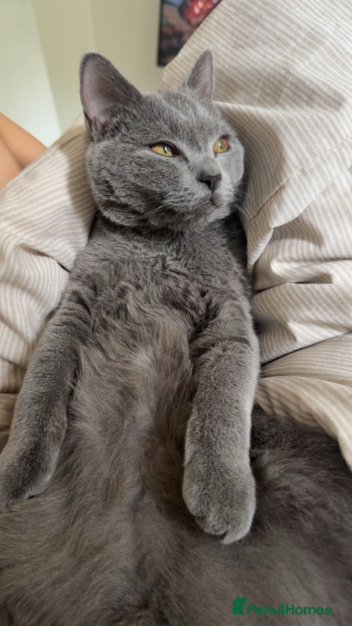 British Shorthair cats British shorthair for sale - Advert 2