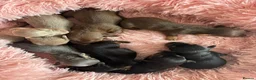 Miniature Dachshund dogs for sale: Beautiful littler of 8 miniature dacshunds  in Saltburn-by-the-Sea - Advert 5