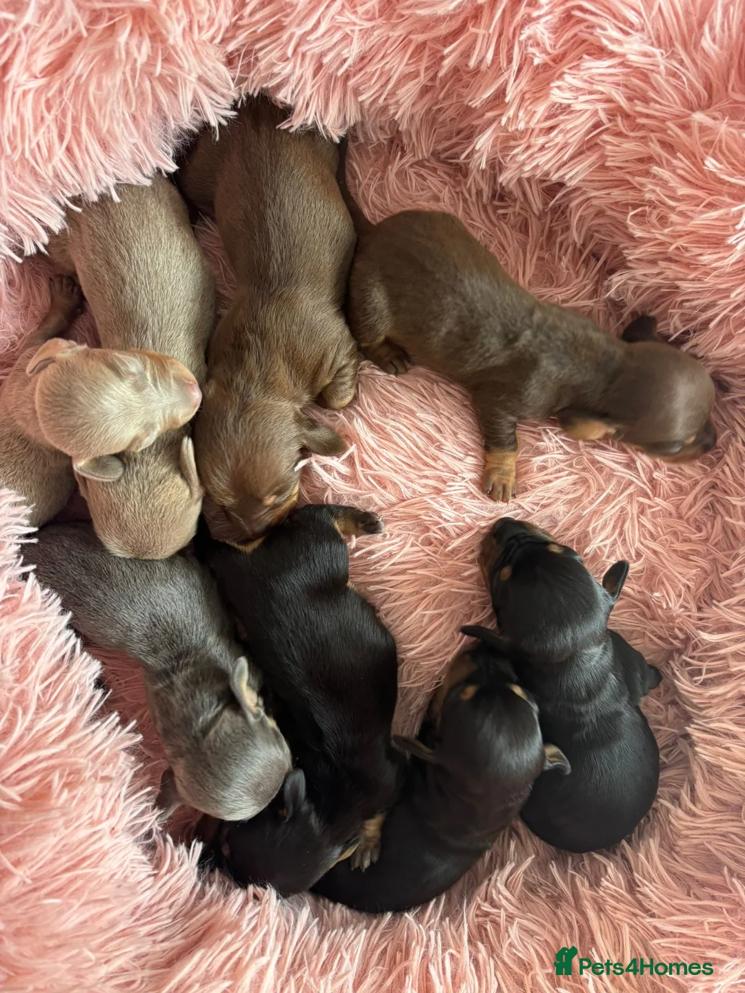 Miniature Dachshund dogs for sale: Beautiful littler of 8 miniature dacshunds  in Saltburn-by-the-Sea - Advert 5