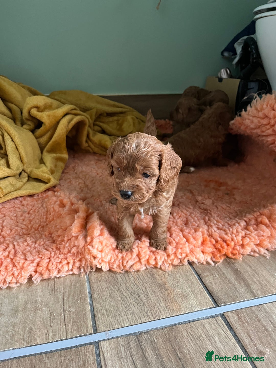 Cavapoo dogs for sale: Beautiful cavapoos - Advert 4