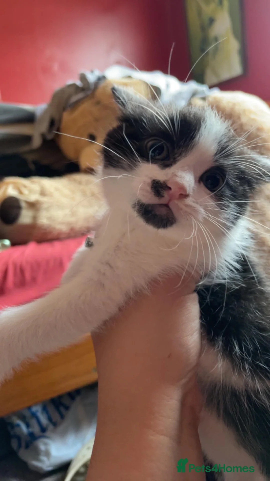 Domestic Shorthair cats for sale: LOOKING FOR A LOVING HOME — 2 BABY BOYS AND MUM  in King's Lynn - Advert 2