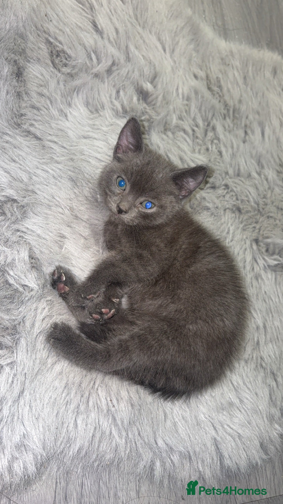 Mixed Breed cats Baby grey kitten - Advert 16