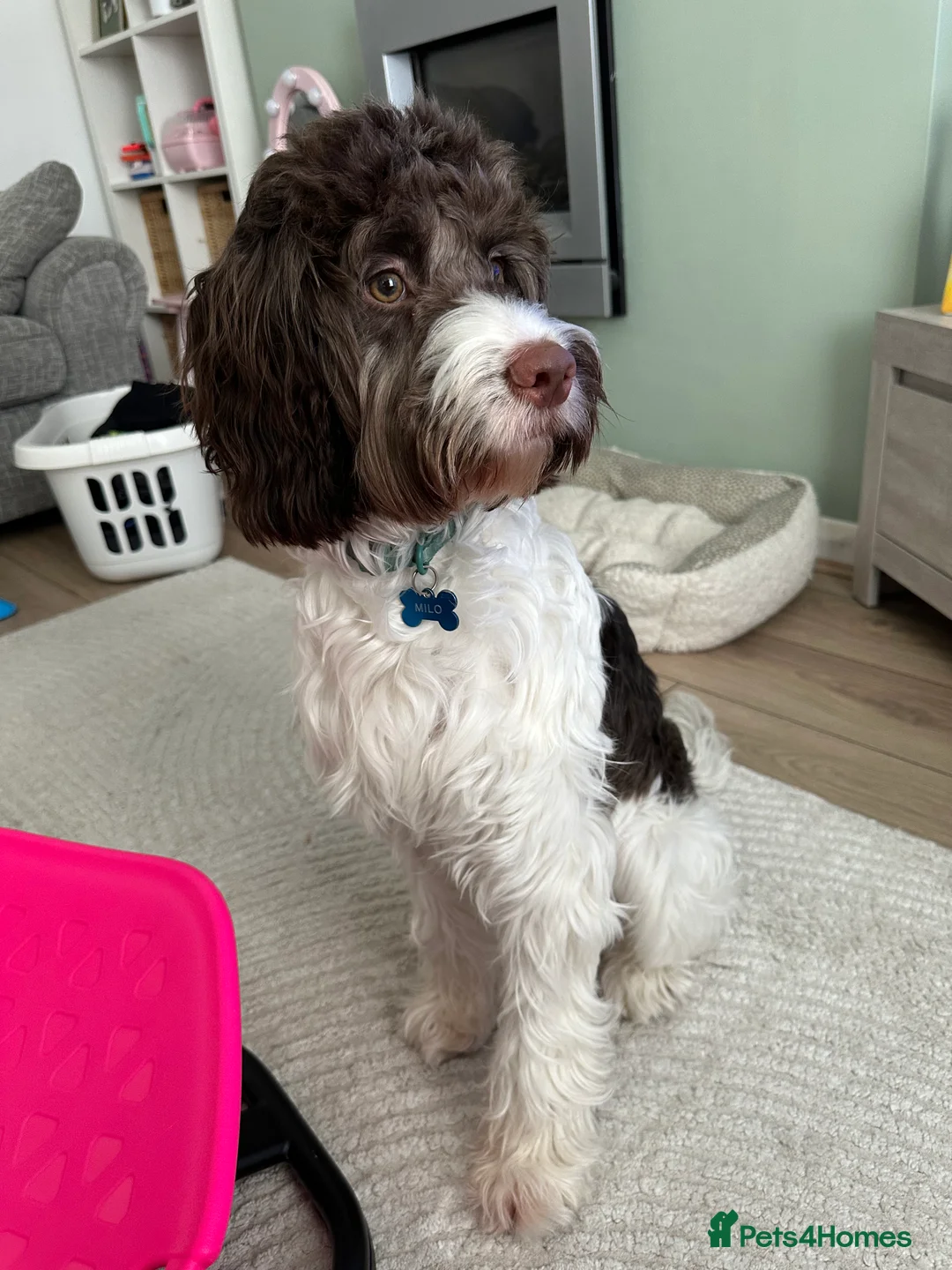 Mixed Breed dogs for sale: 9 month old Sprockerpoo - Advert 2