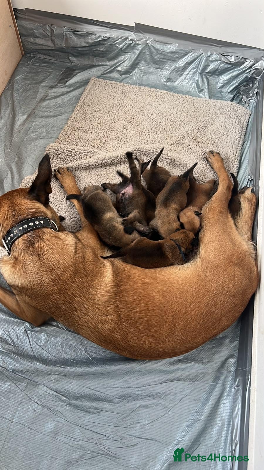Belgian Shepherd Dog dogs Krowned_k9 Belgian malinois Puppies  - Advert 8
