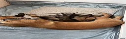 Belgian Shepherd Dog dogs for sale: Krowned_k9 Belgian malinois Puppies  - Advert 1