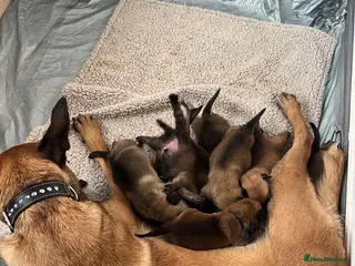 Belgian Shepherd Dog dogs Krowned_k9 Belgian malinois Puppies - Advert 2