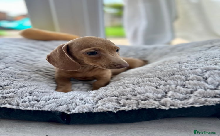 Miniature Dachshund dogs - Advert 9