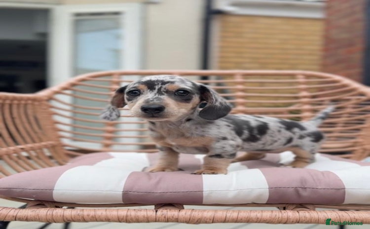 Miniature Dachshund dogs - Advert 10