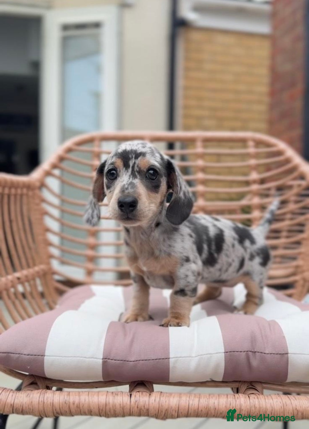 Miniature Dachshund dogs for sale: KC Registered Gorgeous Silver & Tan Dapple Girl  - Image 3