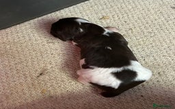 English Springer Spaniel dogs for sale: Springer Spaniel Puppies for sale  - Image 2