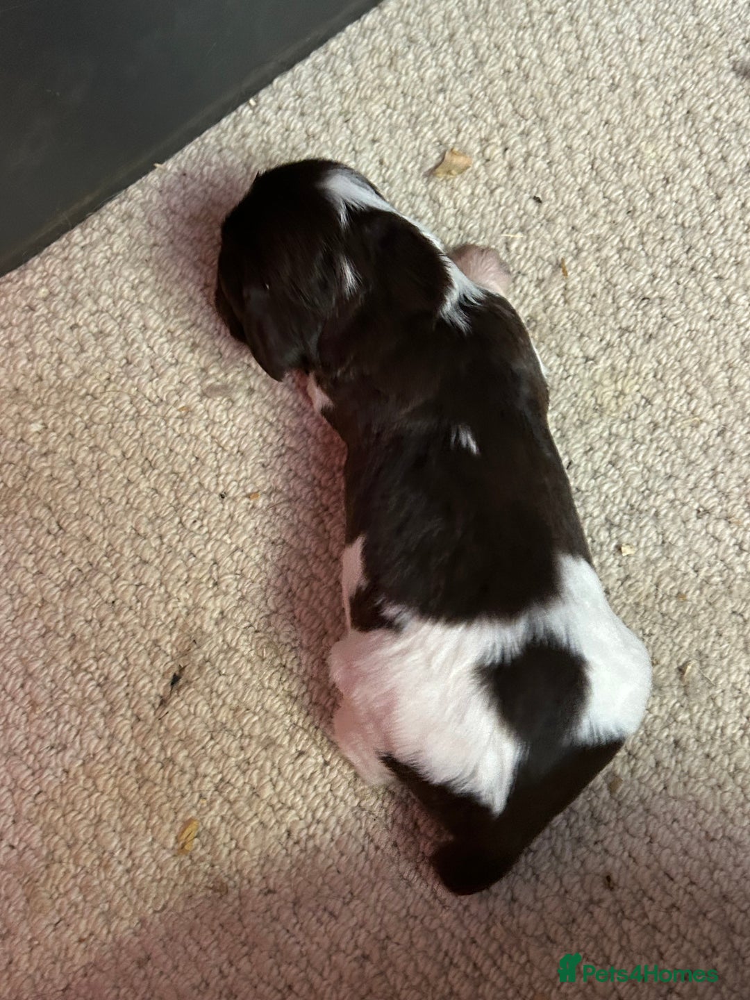 English Springer Spaniel dogs for sale: Springer Spaniel Puppies for sale  - Image 2