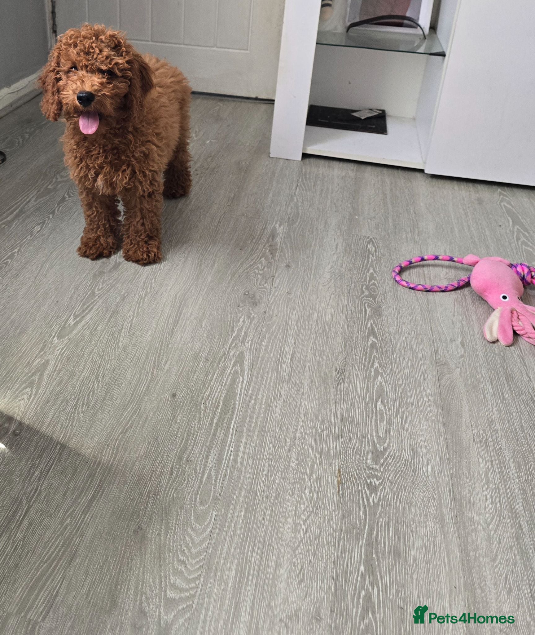 Cavapoo dogs LAST BOY cavapoo pup ready to leave  - Advert 1