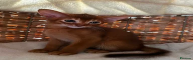 Abyssinian Kitten 2