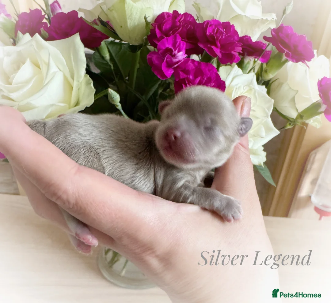 Chihuahua dogs for sale: KC chocolate and lilac long coat quality puppies  - Advert 2