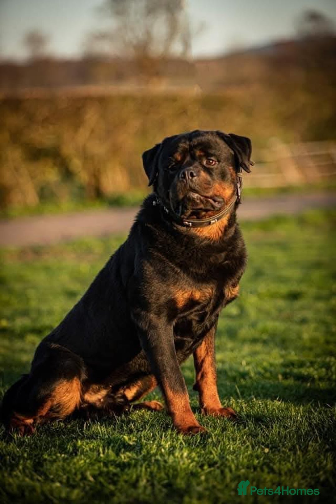 Rottweiler dogs for sale: KC chunky rottweiler puppies - Advert 10