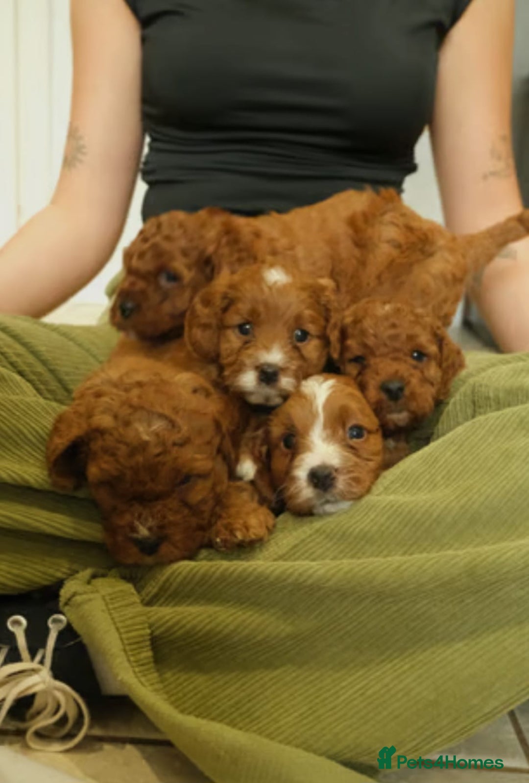 Cavapoo dogs for sale: Red cavapoo puppies - Image 2