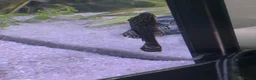 Plecos fish for sale: Bristlenose Pleco Juveniles (Approx 2.5cm)  in Havant - Advert 3