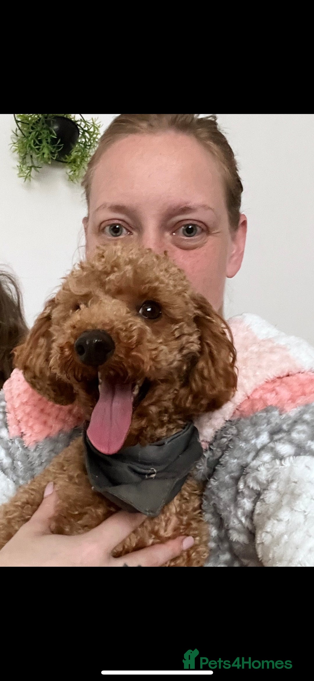 Toy Poodle dogs for stud: Red Toy Poodle for STUD KC Registered in Dudley - Advert 6