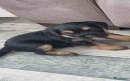 Border Terrier dogs for sale: Border Terrier Pups - Image 8