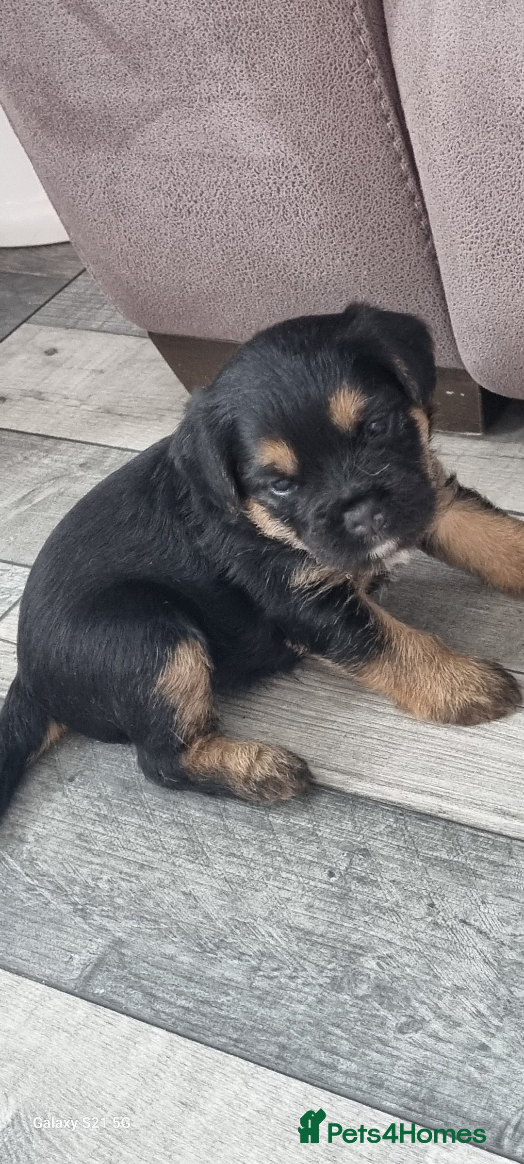 Border Terrier dogs for sale: Border Terrier Pups - Image 8