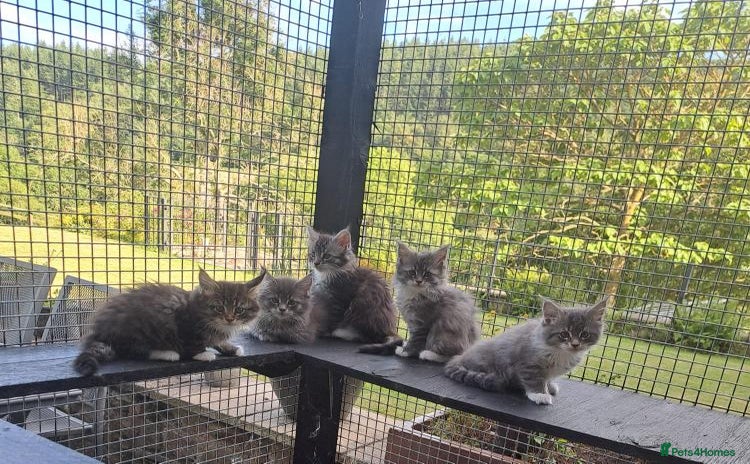 Maine Coon cats - Advert 8