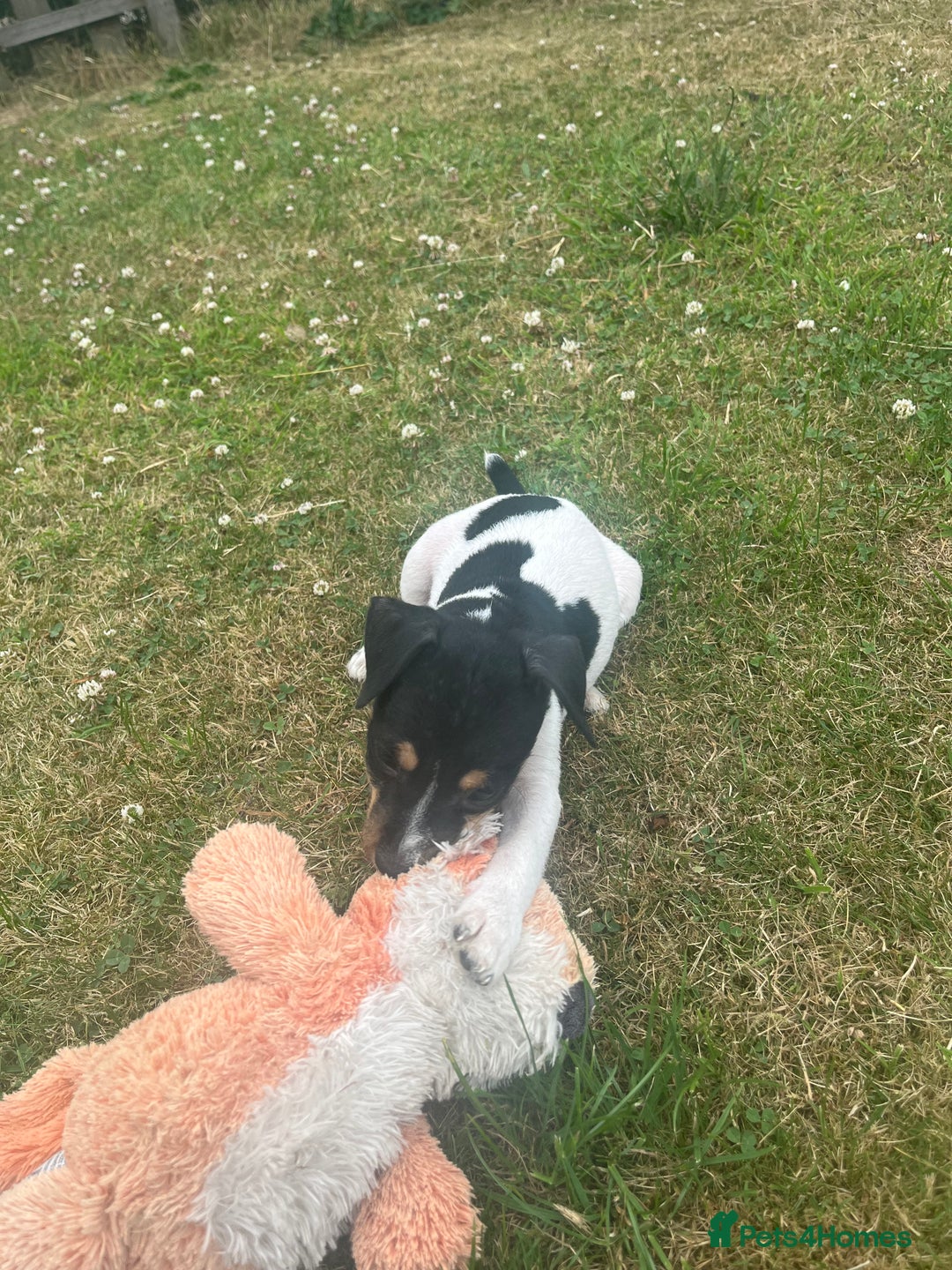Jack Russell dogs for sale: JACKRUSSELL PUPPYS in Shrewsbury - Image 20