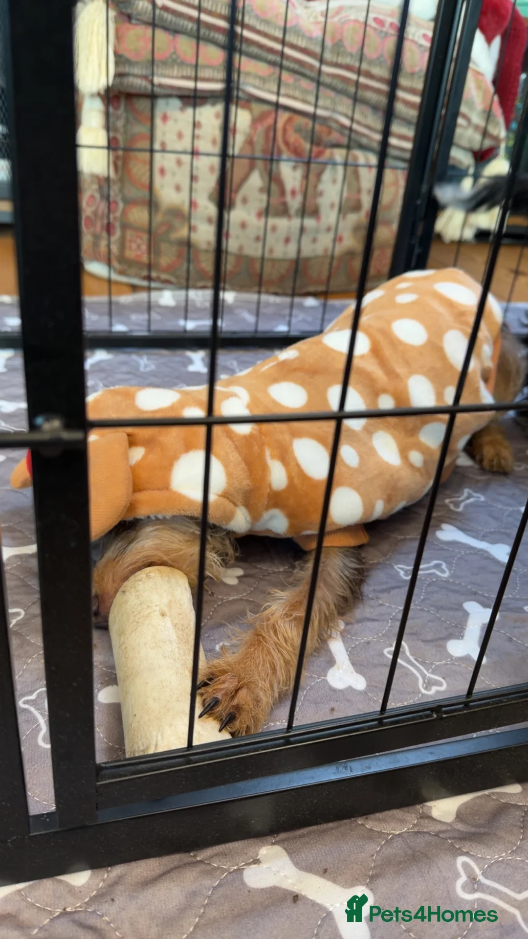 Doxiepoo dogs for sale: My 2 gorgeous Doxiepoo boys - Advert 7