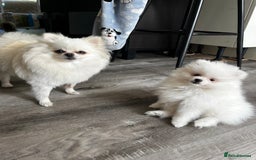 Pomeranian dogs for sale: Tiny Pomeranian Girl Puppy READY NOW - Image 6