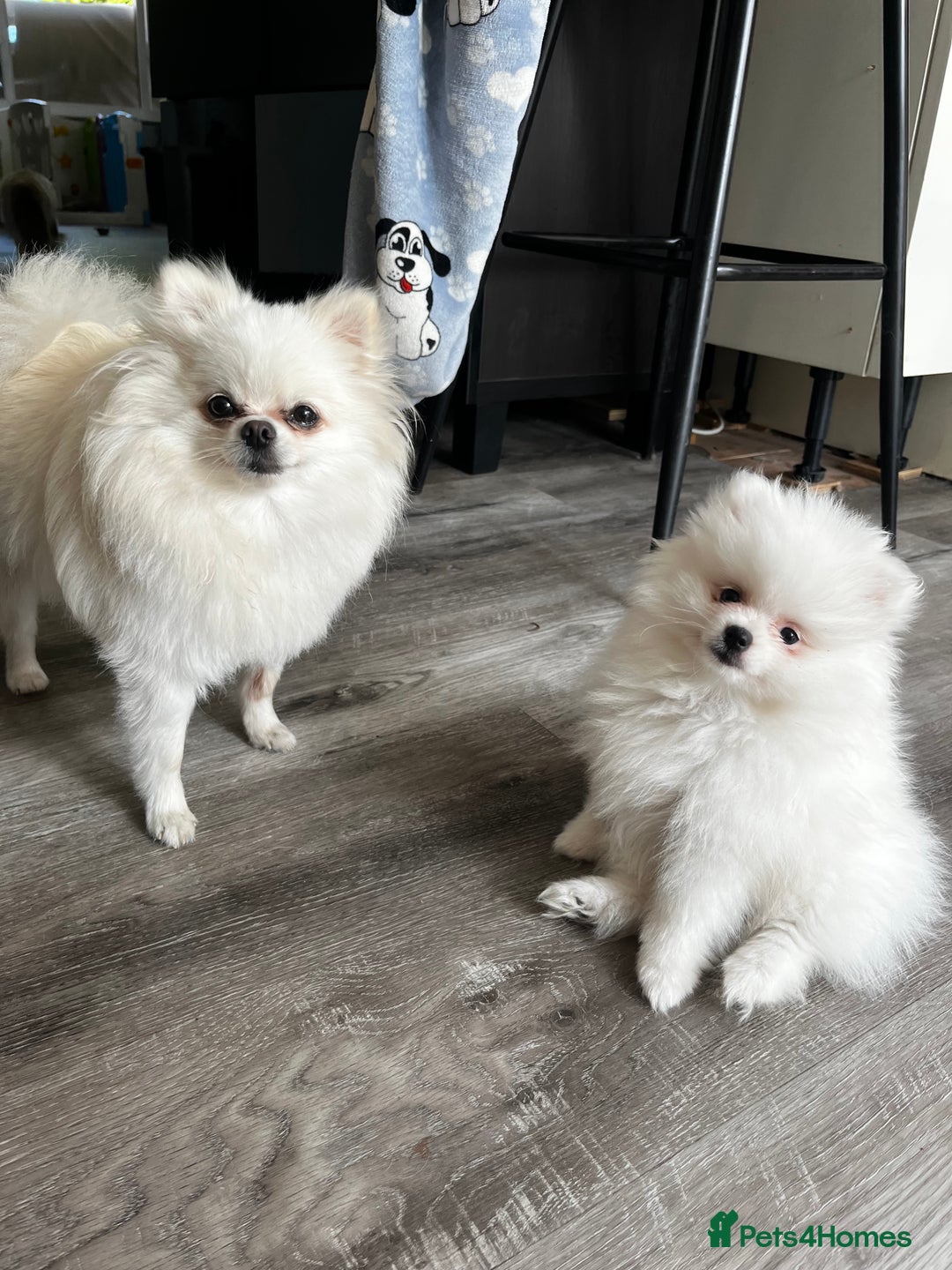 Pomeranian dogs for sale: Tiny Pomeranian Girl Puppy READY NOW - Image 6