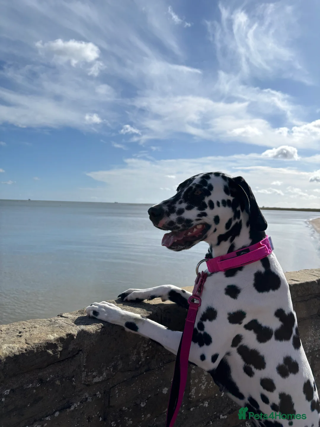 Dalmatian dogs for sale: KC Registered Dalmatian Pups Due 18th March - Advert 7