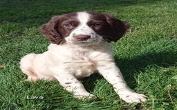 Mixed Breed dogs for sale: Fen Spaniels -Korthols x Eng Springer Spaniel  - Image 20