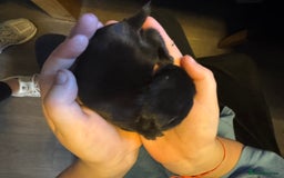 Dwarf Lop rabbits for sale: VERY Friendly lop rabbits - ready now!!  - Image 16