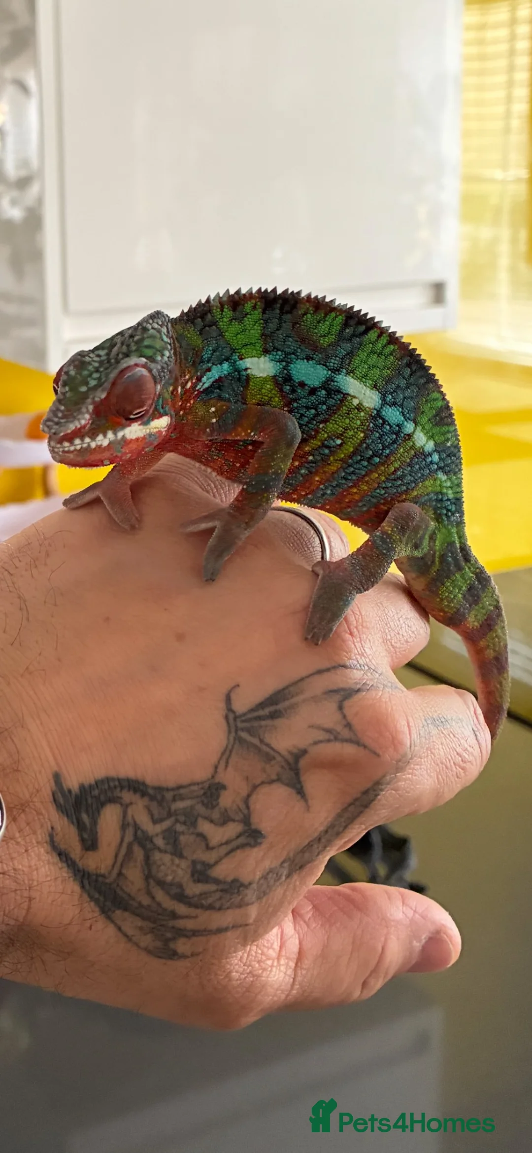 Chameleon reptiles for sale: Panther chameleon  in Wymondham - Advert 5