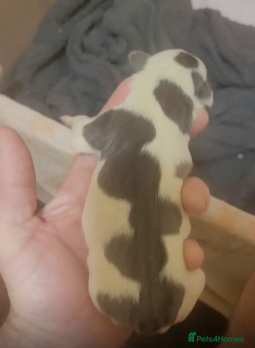 Staffordshire Bull Terrier dogs for stud: KC Registered Blue Staff Stud includes A.I in Liverpool - Advert 14