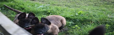 Belgian Shepherd Dog 1