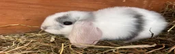 Mini Lop rabbits for sale: Pure Mini Lop babies  - Advert 4