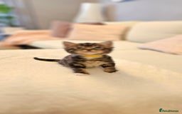 Domestic Shorthair cats for sale: 4 Adorable boys Looking for a Loving Home - Image 10