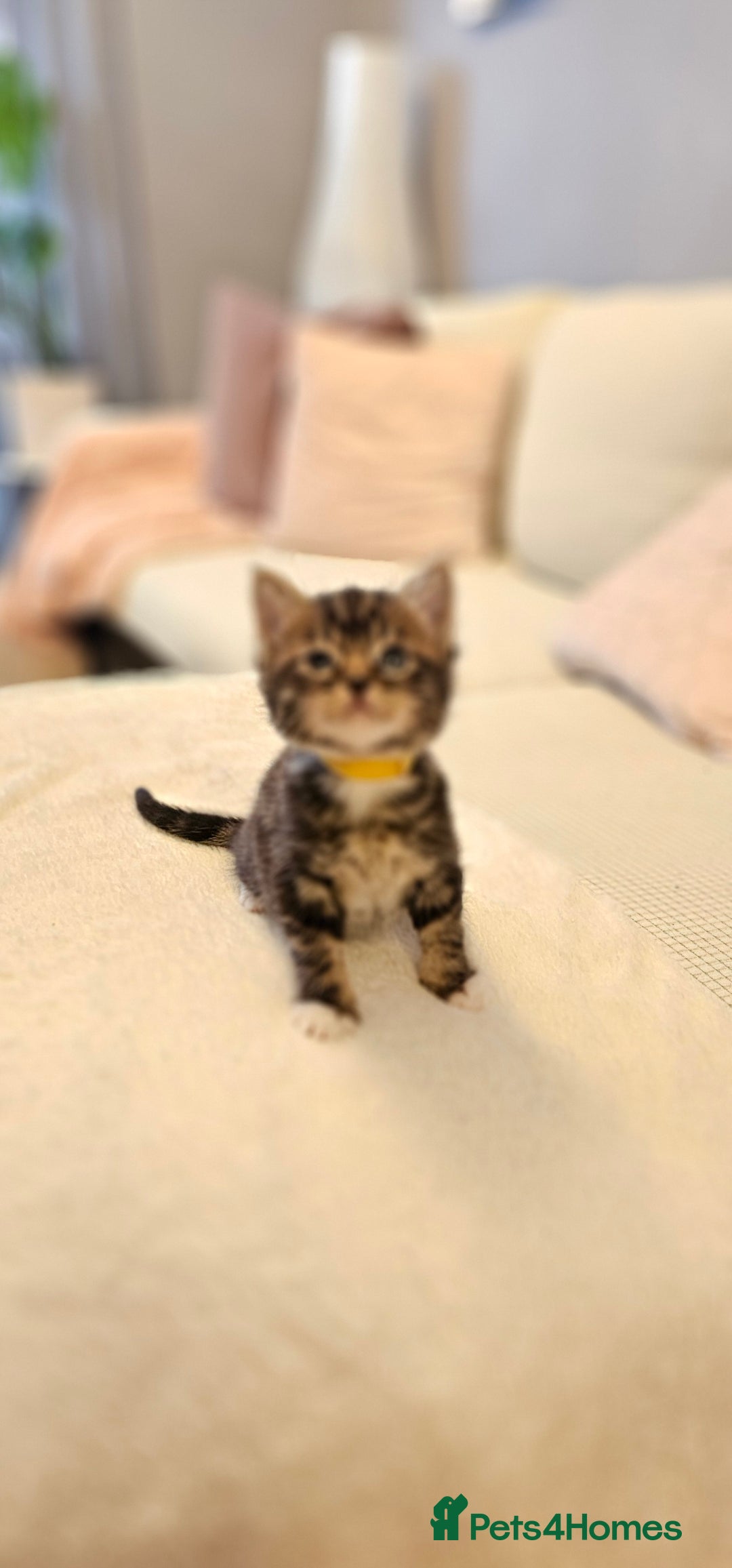 Domestic Shorthair cats for sale: 4 Adorable boys Looking for a Loving Home - Image 10